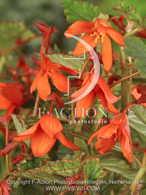 botanic stock photo Begonia