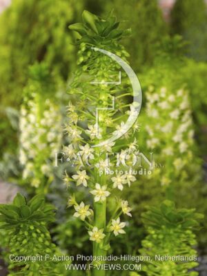 botanic stock photo Eucomis