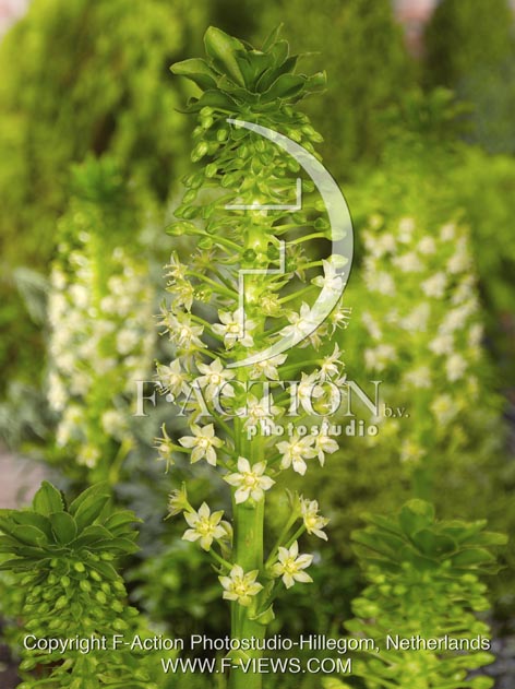 botanic stock photo Eucomis