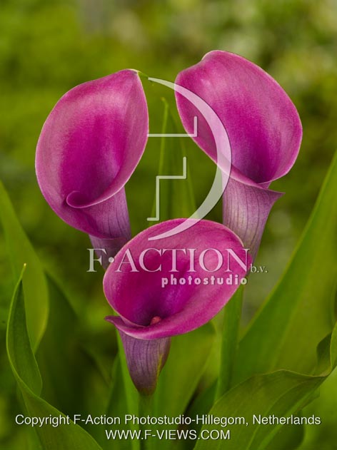 botanic stock photo Zantedeschia