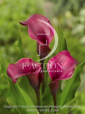 botanic stock photo Zantedeschia
