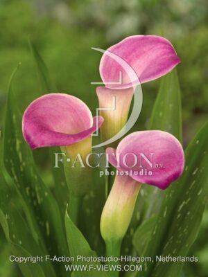 botanic stock photo Zantedeschia