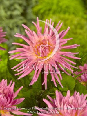 botanic stock photo Dahlia