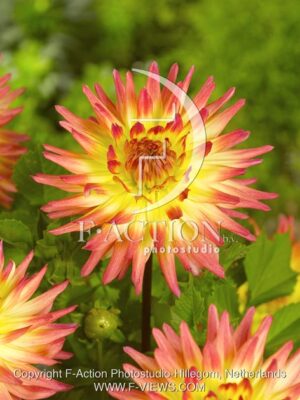 botanic stock photo Dahlia