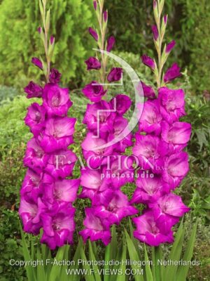 botanic stock photo Gladiolus