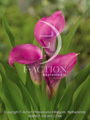 botanic stock photo Zantedeschia