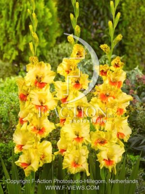 botanic stock photo Gladiolus
