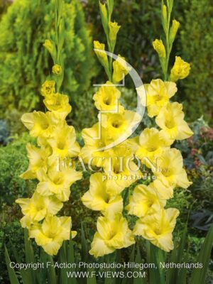 botanic stock photo Gladiolus