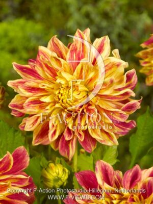 botanic stock photo Dahlia