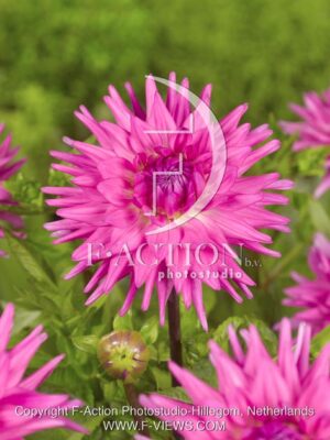 botanic stock photo Dahlia