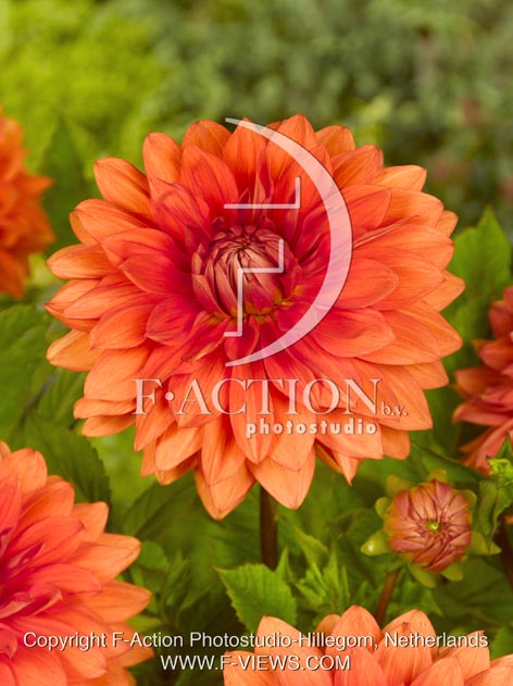 botanic stock photo Dahlia