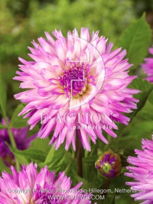 botanic stock photo Dahlia