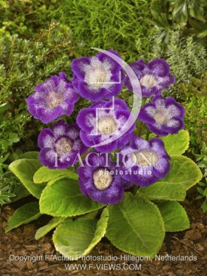 botanic stock photo Gloxinia