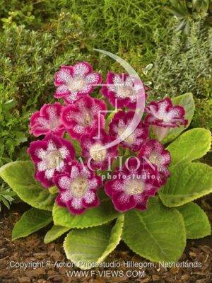 botanic stock photo Gloxinia