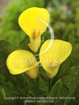 botanic stock photo Zantedeschia