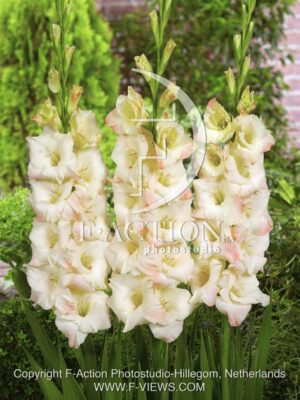 botanic stock photo Gladiolus