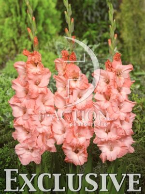 botanic stock photo Gladiolus