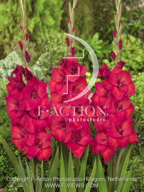 botanic stock photo Gladiolus