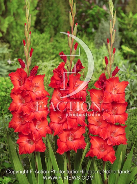 botanic stock photo Gladiolus
