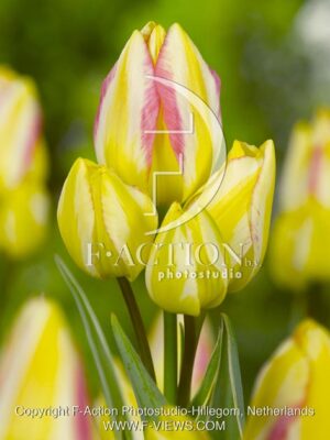 botanic stock photo Tulipa