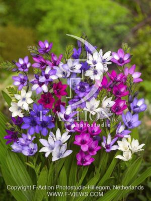 botanic stock photo Babiana