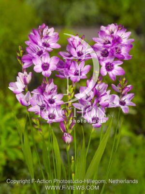 botanic stock photo Ixia