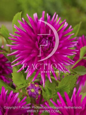 botanic stock photo Dahlia