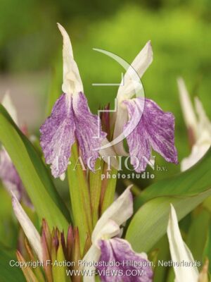 botanic stock photo Roscoea