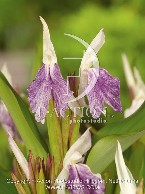 botanic stock photo Roscoea