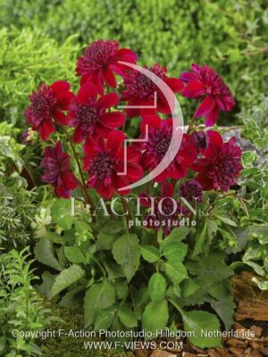 botanic stock photo Dahlia