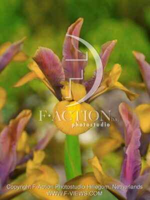 botanic stock photo Iris