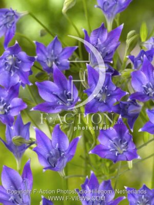 botanic stock photo Triteleia