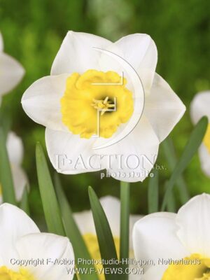 botanic stock photo Narcissus