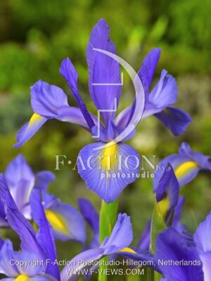 botanic stock photo Iris