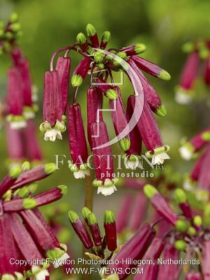 botanic stock photo Dichelostemma