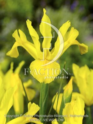 botanic stock photo Iris
