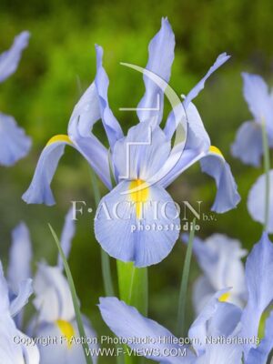 botanic stock photo Iris