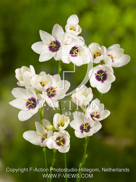 botanic stock photo Ixia