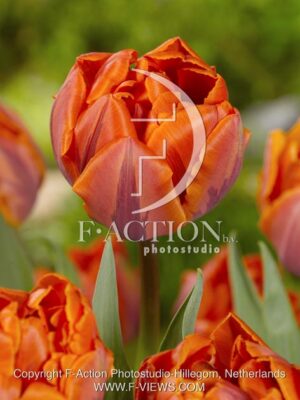 botanic stock photo Tulipa