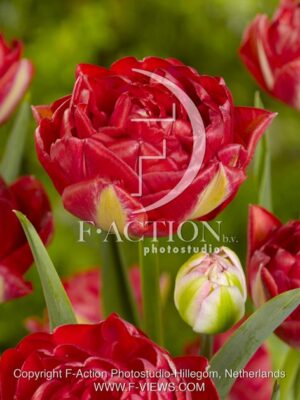 botanic stock photo Tulipa