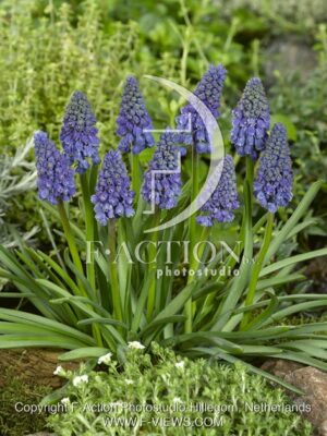 botanic stock photo Muscari