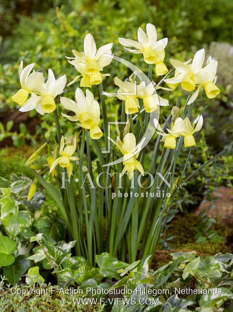 botanic stock photo Narcissus