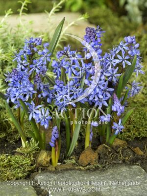 botanic stock photo Scilla
