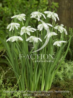 botanic stock photo Galanthus