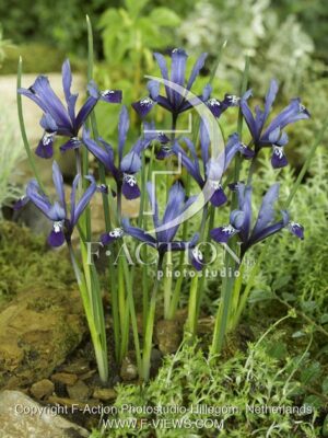 botanic stock photo Iris reticulata