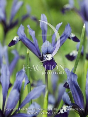 botanic stock photo Iris reticulata