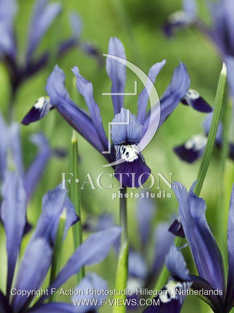 botanic stock photo Iris reticulata