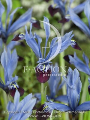 botanic stock photo Iris reticulata