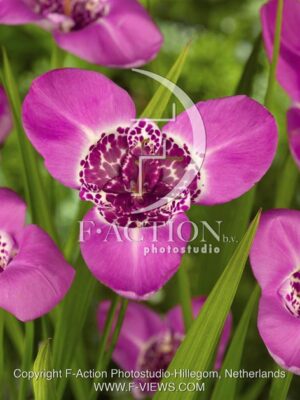 botanic stock photo Tigridia