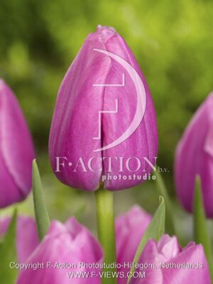 botanic stock photo Tulipa